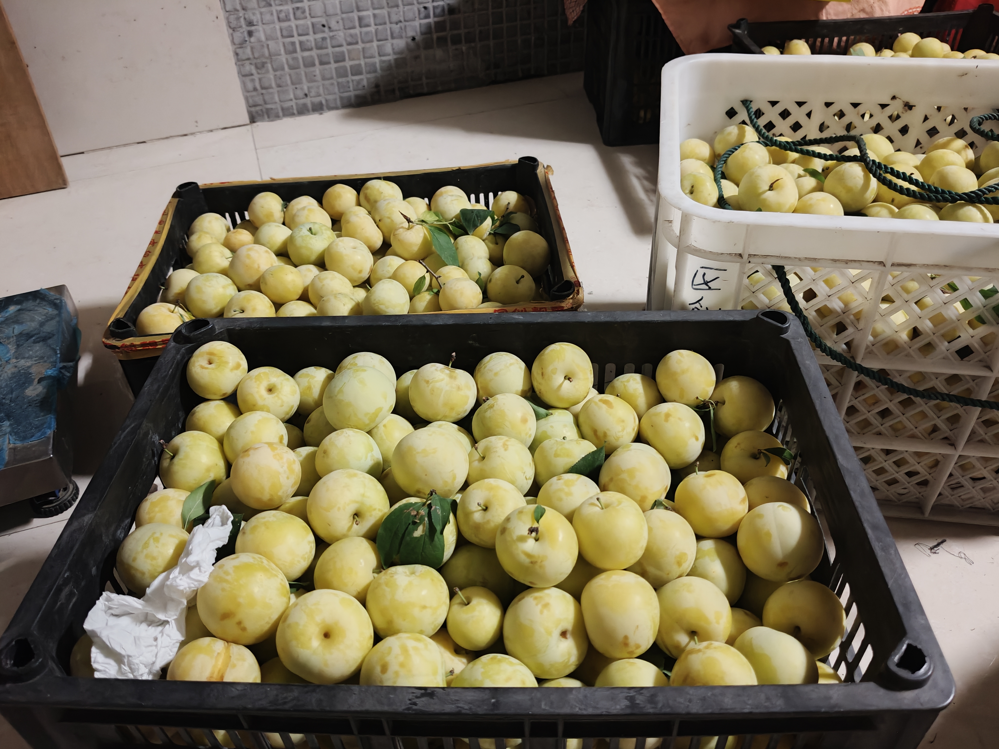 身着防晒服的果农在五马镇标准化果园中手工采摘成熟的五马蜂糖李,筐中果实饱满金黄,果粉完整,背景可见分级包装棚 采摘工人在果园中挑选成熟五马蜂糖李