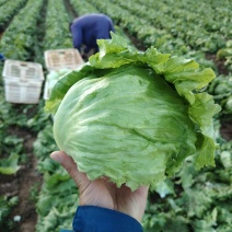 张家口球生菜大量上市