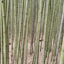 4到12公分的