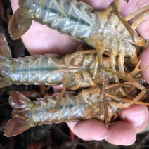 小龙虾湖北清水小龙虾一手货源全规格产地大量出货包邮