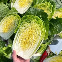 冬丽黄心大白菜种子口感好绿叶黄芯高产抗病商品性佳