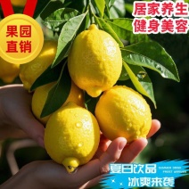 四川安岳特产新鲜水果对接黄柠檬肉奶茶店柠檬果安岳新鲜黄柠