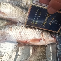 鲫鱼二两以上