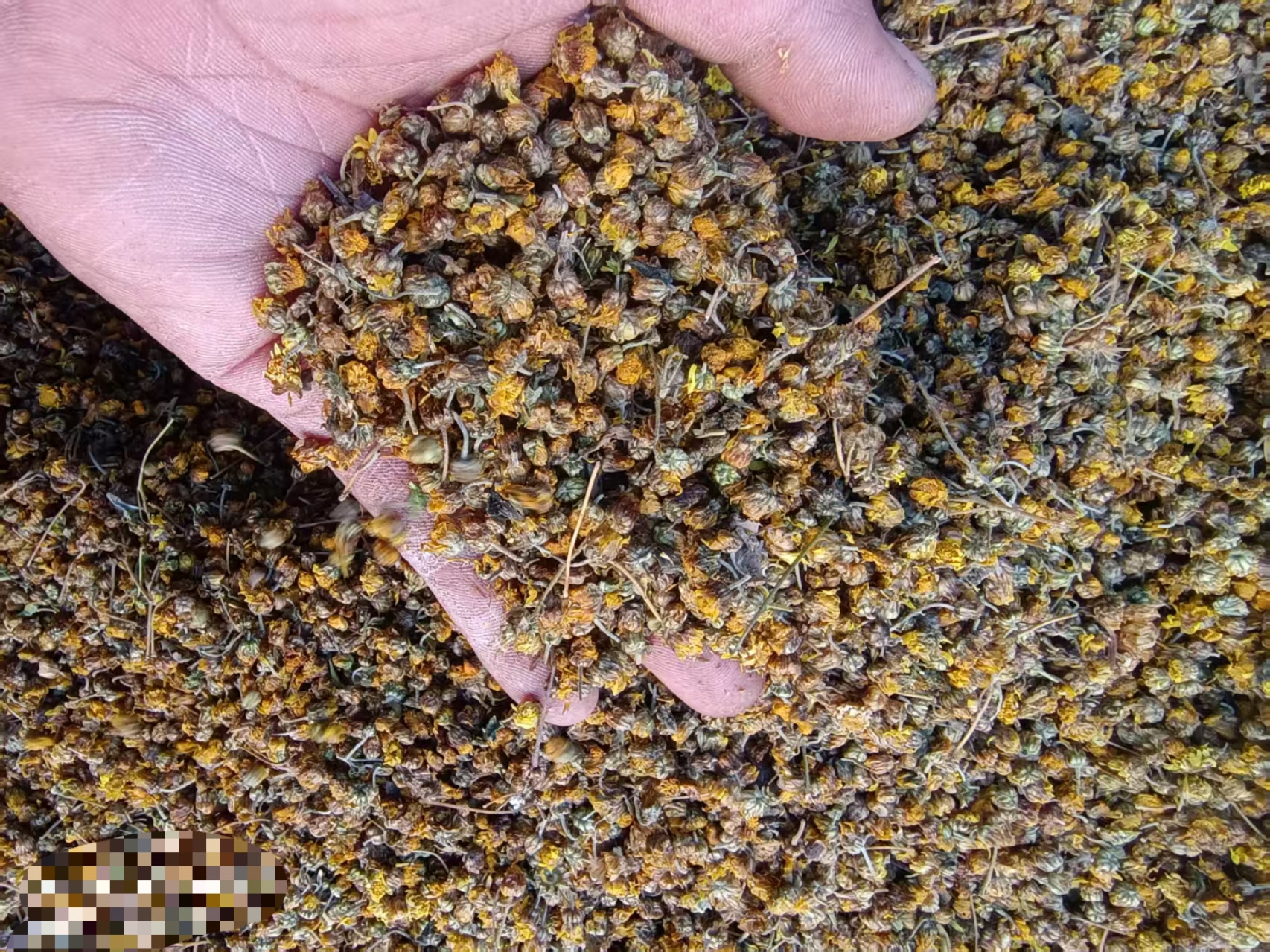 野菊花干花与茶汤对比图