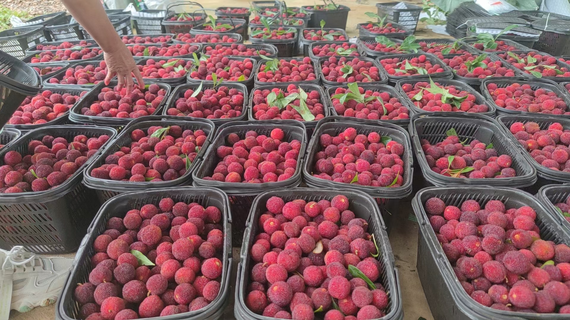 展示杨梅酒、杨梅酱、杨梅干等深加工产品,突出黑炭杨梅在加工中的优势 杨梅深加工产品展示