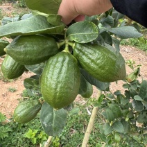 广东香水柠檬