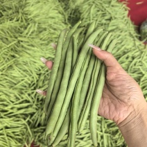 无筋四季豆，高山四季豆，基地直供，一手货源，大量供应