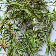 竹叶选关书药业批发中药材花果茶