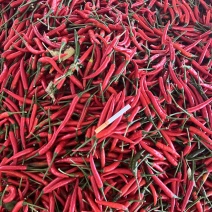 小米辣