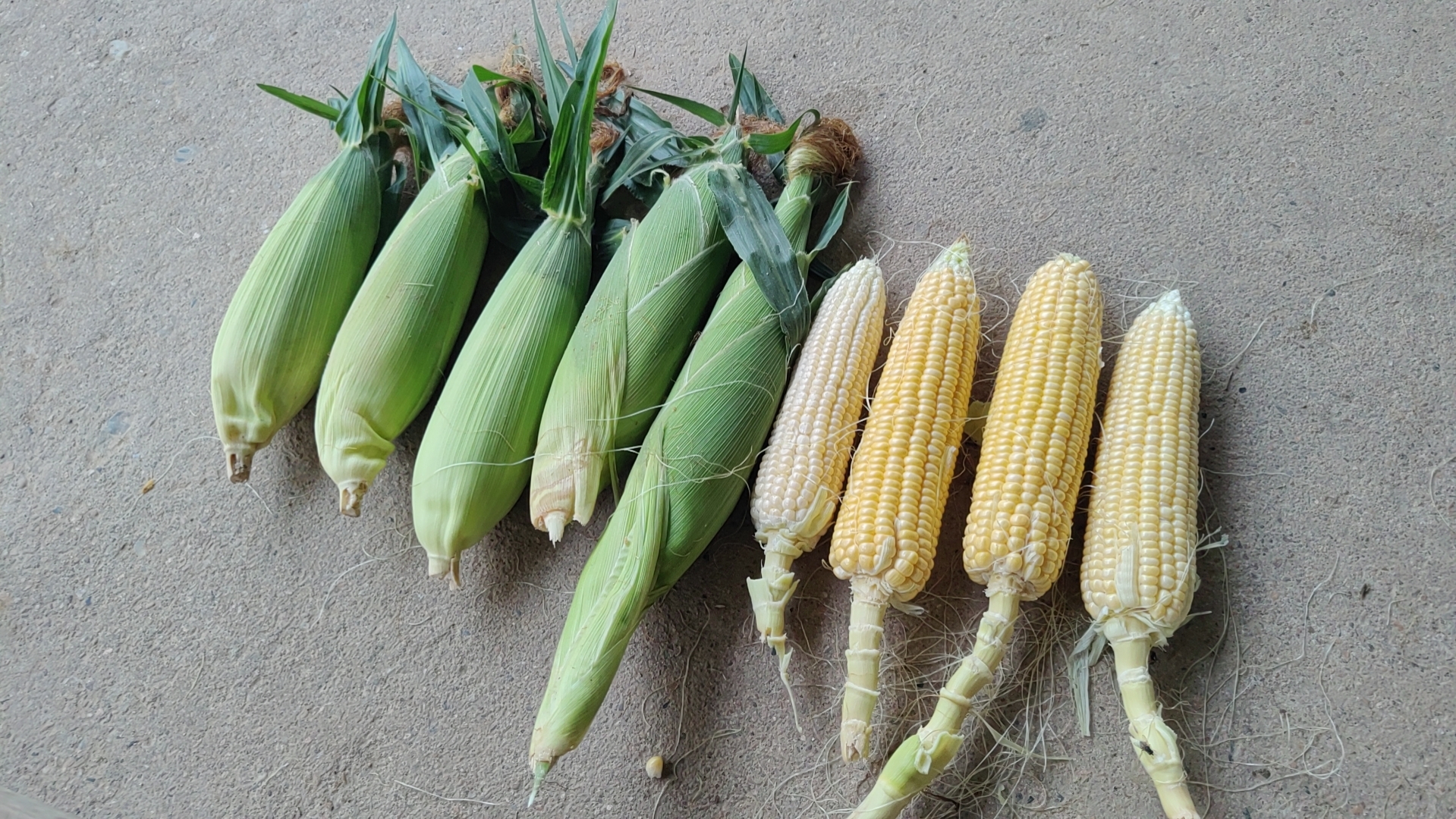 展示不同成熟阶段的甜玉米外观、质地和口感的变化 甜玉米从嫩到老的对比图