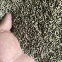 甘肃香料孜然