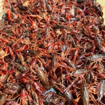 精品清水小龙虾，全国发货，价格低规格全，可视频看货，诚信经营