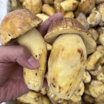 野生黄牛肝菌白葱冻品酒店火锅店专用云南场地批发