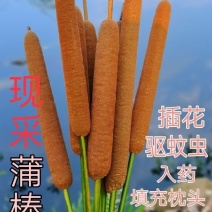 香蒲，蒲棒可以用来装饰摆品填充枕头