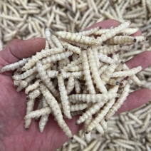 竹虫笋虫冻品酒店餐饮专用产地现货批发货源稳定
