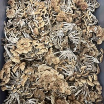 滑子菇干品食用蘑菇密蘑餐饮酒店**批发