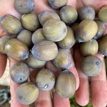 莲子江西花壳莲子莲米草莲红莲成熟莲子