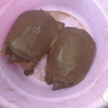 甲鱼