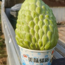 泰大目释迦果苗，自花授粉大果品种，嫁接苗，营养杯苗