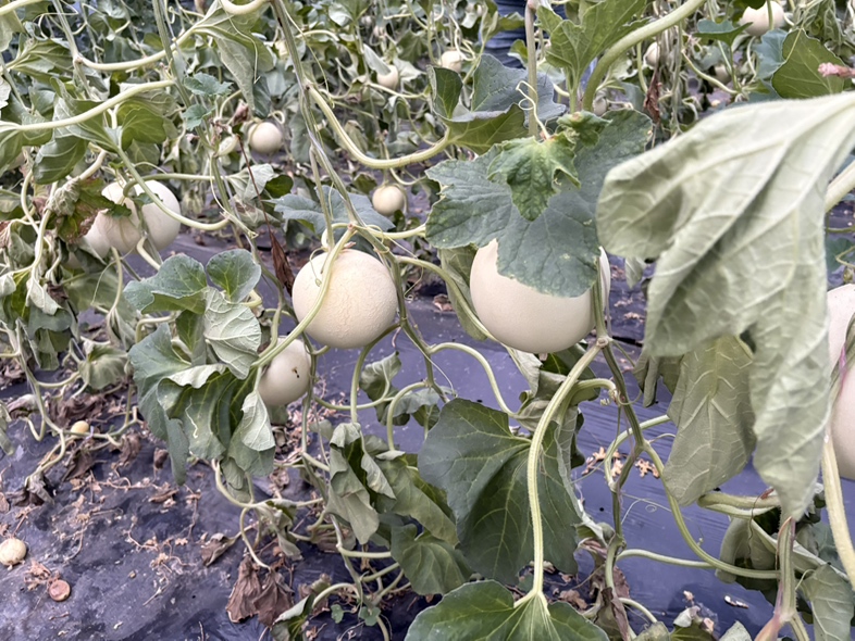 高清微距摄影:玉菇甜瓜全果正侧面视图,显示典型短椭圆体态,纵径约14 cm、横径约12 cm,果顶微凹、果蒂微缩,表皮洁净无棱无沟,呈现均匀青白色底色 玉菇甜瓜整体外形特写:单果置于白色陶瓷托盘上,展示标准短椭圆轮廓、微钝果顶与清晰果蒂痕,背景虚化突出果形比例
