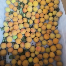 **【达州道地乌梅】药食同源无硫熏古法炭焙**