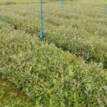 桃金娘基地直销价格优惠质量可靠护坡绿化常用品种