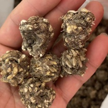 小中大都有