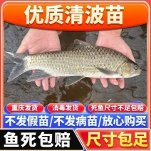 清波鱼苗重庆渔场直发包成活高免费提供技术送货上门