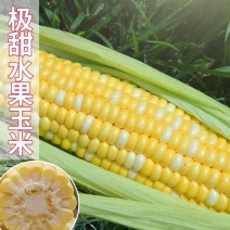 黄白玉米产地一手货源支持视频看货保质保量欢迎订购