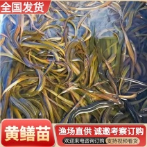 黄鳝苗长期大量出售量大从优专业养殖技术渔场直发