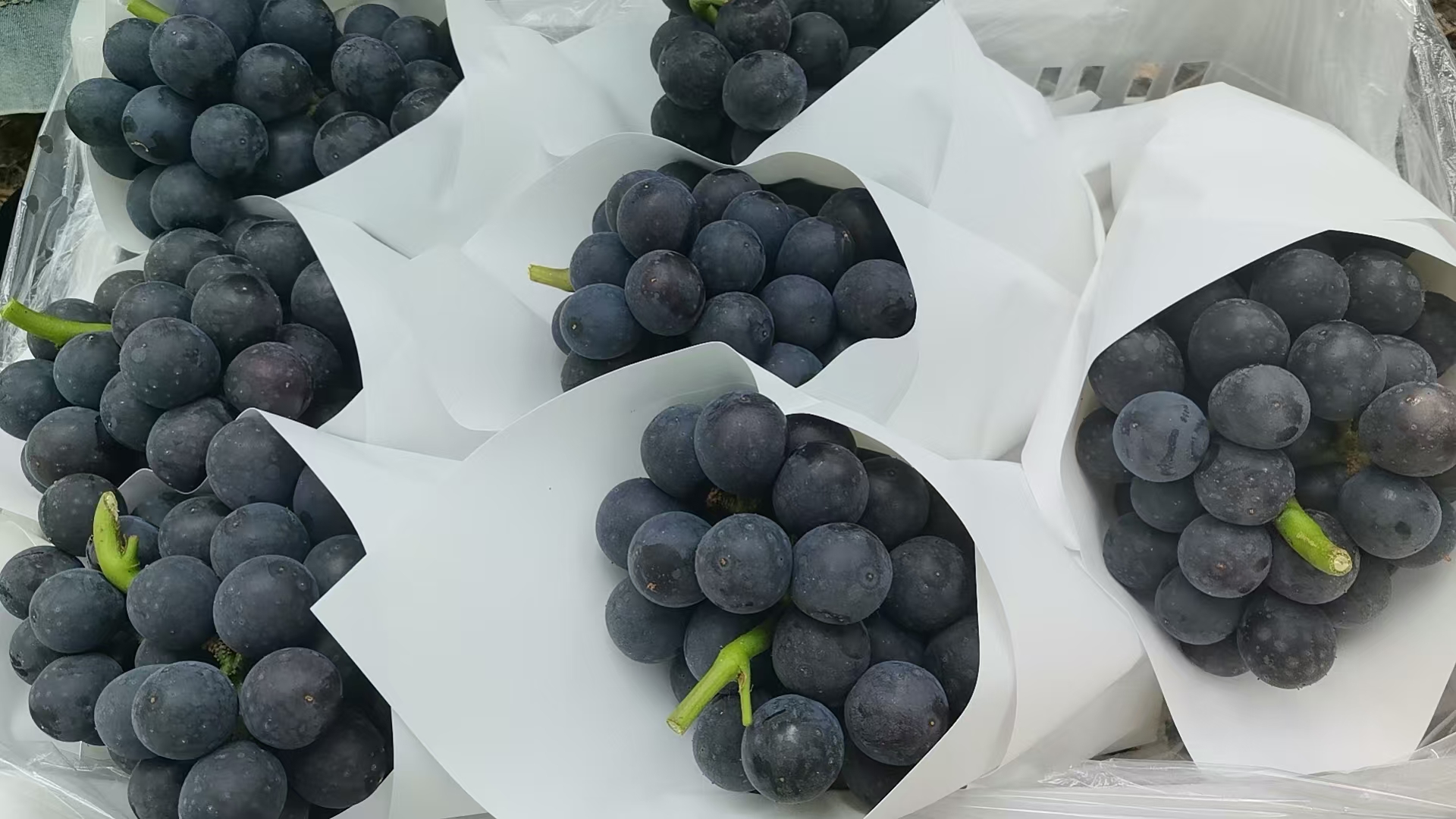 图片说明:微距镜头拍摄,左侧为夏黑葡萄单粒纵切面:果皮薄而韧、果肉晶莹半透明、维管束细密、中心完全无种子腔;右侧为手指轻捏果粒瞬间,汁液微渗,背景中隐约可见挥发性芳香分子示意线条,强化‘草莓香气’感官特征;画面色调冷暖对比,突出新鲜度与风味标识 夏黑葡萄果粒横切与香气释放特写