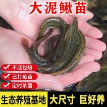 台湾泥鳅苗，渔场直发，淡水专业技术养殖，售后服务一条龙