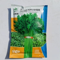 法国引进光杆小叶茼蒿种子高杆茼蒿种籽清香皇帝菜籽叶小高产