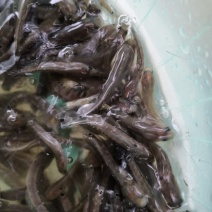 水产优质鱼苗，七星鱼苗，花星鱼苗，耐高温，耐寒冷。