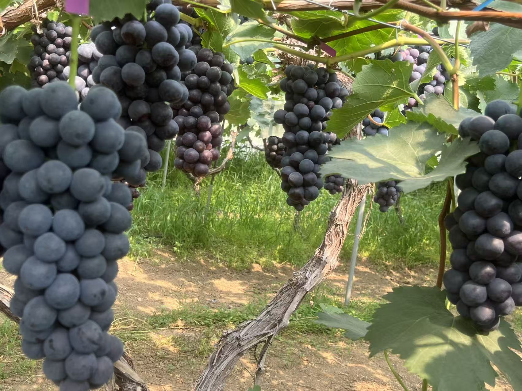 一群家庭游客在葡萄架下开心采摘,家长协助孩子剪下果穗,篮子里装满紫黑色的巨峰葡萄,阳光透过棚膜洒落,营造出温馨欢乐的田园氛围,旁边立有‘巨峰葡萄采摘基地欢迎您’的木质指示牌 游客在江苏东海县巨峰葡萄采摘基地体验采摘乐趣