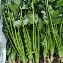 中叶铁杆青香菜，产地直发，大量有货，欢迎咨询采购