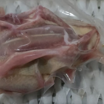 老鸽子，乳鸽，大量供应厂家直销价格优惠
