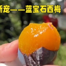 被阳光亲吻过的《蓝宝石西梅》，品质还会差吗？！