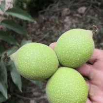 新鲜带青皮绿色湿核桃薄皮青皮核桃新鲜发货9月份后没有鲜货
