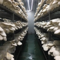 大量现货白灵菇、羊肚菌、草菇、鸡腿菇、平菇。各种成品菌棒