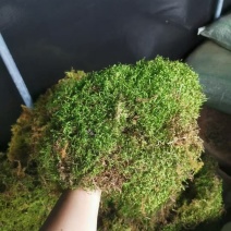 云南野生苔藓