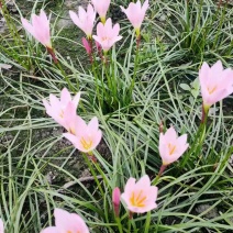 葱兰地栽苗，红花白花，基地常年批发，量大从优
