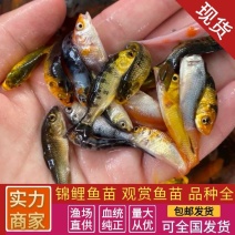 锦鲤鱼苗渔场直发品质保证淡水养殖提供养殖技术指导