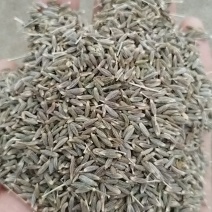 新疆阿克苏孜然