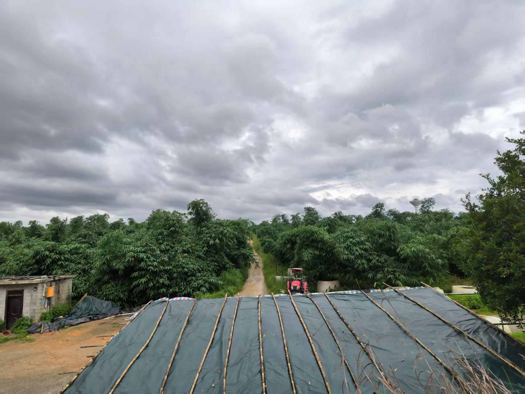 一片郁郁葱葱的竹笋林下,整齐种植着低矮的中药材植物,如黄精或玉竹;林间有散养的土鸡在觅食,形成多层次的生态农业景观;林边设有小型气象站和滴灌设备,体现科技赋能农业的特点 竹林下套种中药材的生态种植模式