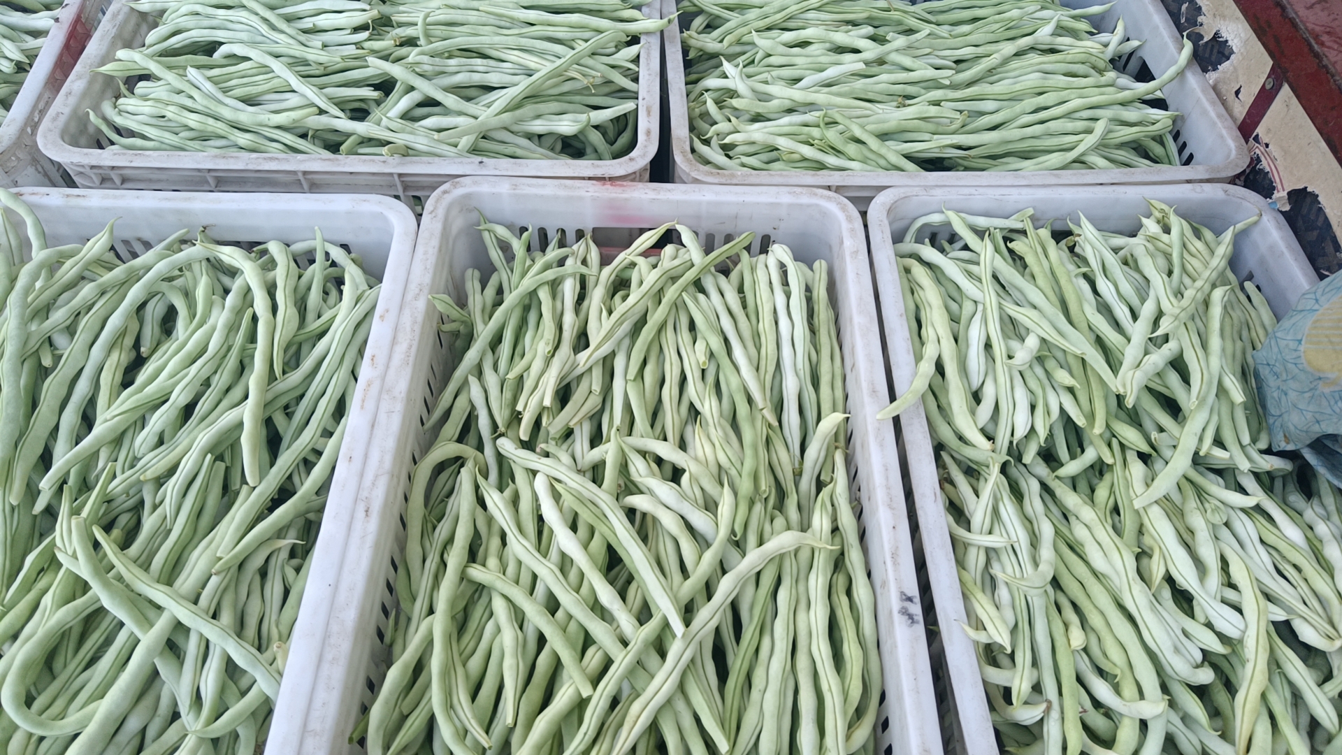 农贸市场中售卖的扁豆摊位,整齐摆放的扁豆装在竹筐中 农贸市场扁豆摊位