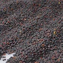 油菜籽[黑色]货源充足量大从优质量保证欢迎咨询