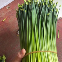 韭菜苔