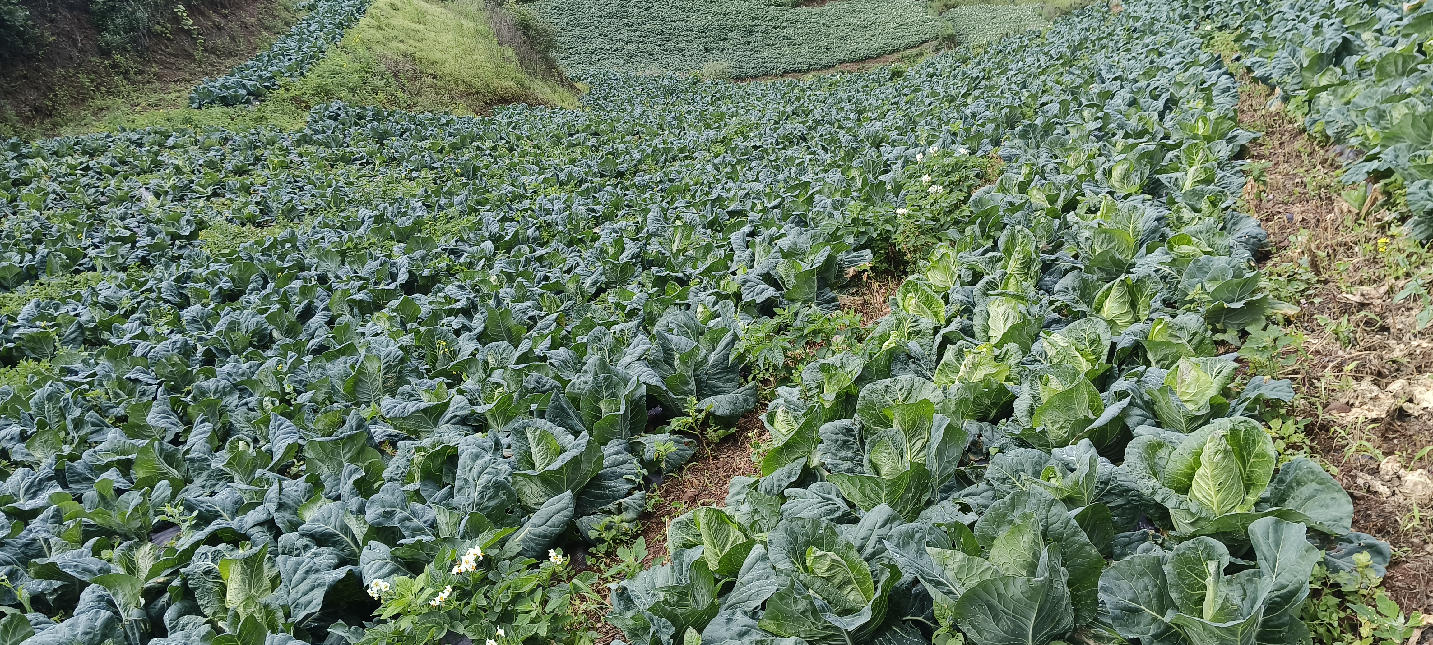 河北省某县千亩牛心甘蓝种植基地航拍画面,可见整齐划一的田块布局、绿色茂盛的甘蓝植株,远处有农用机械正在作业,土地呈规则矩形分区,灌溉系统清晰可见 牛心甘蓝种植基地航拍图