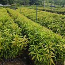 木荷，自家种植基地，产地直销，量大从优，防火线专用造林苗